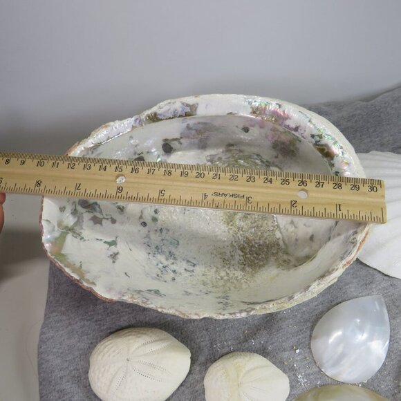 REAL White Sea Shells (8" Abalone Shell and variety of others) 2 pounds + - Picture 3 of 12